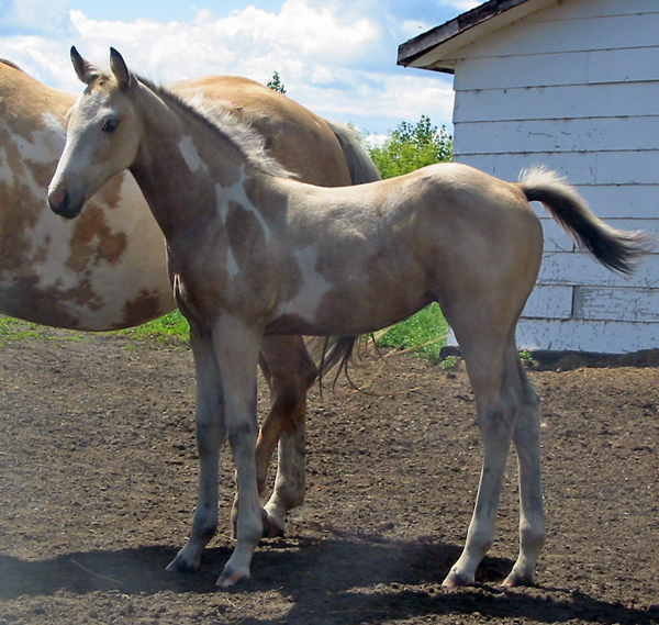 2008 filly out of Mystic and Jetta