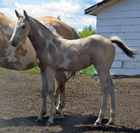 Chickajo Jet - 2008 APHA buckskin filly