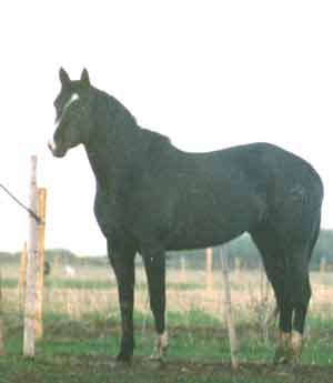 Stars Hot Chili - 1994 Black Registered Quarter Horse Mare