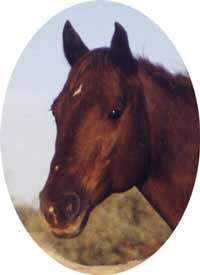 Bar Money Maudie - 1990 AQHA Mare