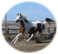 Mighty Bold Moon chestnut tovero paint gelding