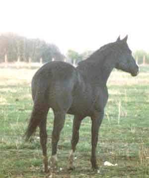 Stars Hot Chili - 1994 Black Registered Quarter Horse Mare